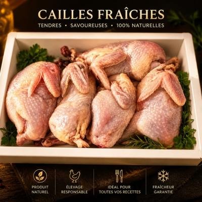CAILLES FRAICHES