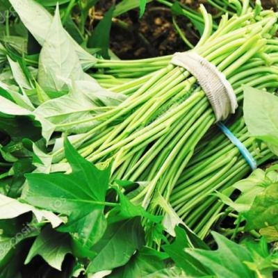 FEUILLES DE PATATE