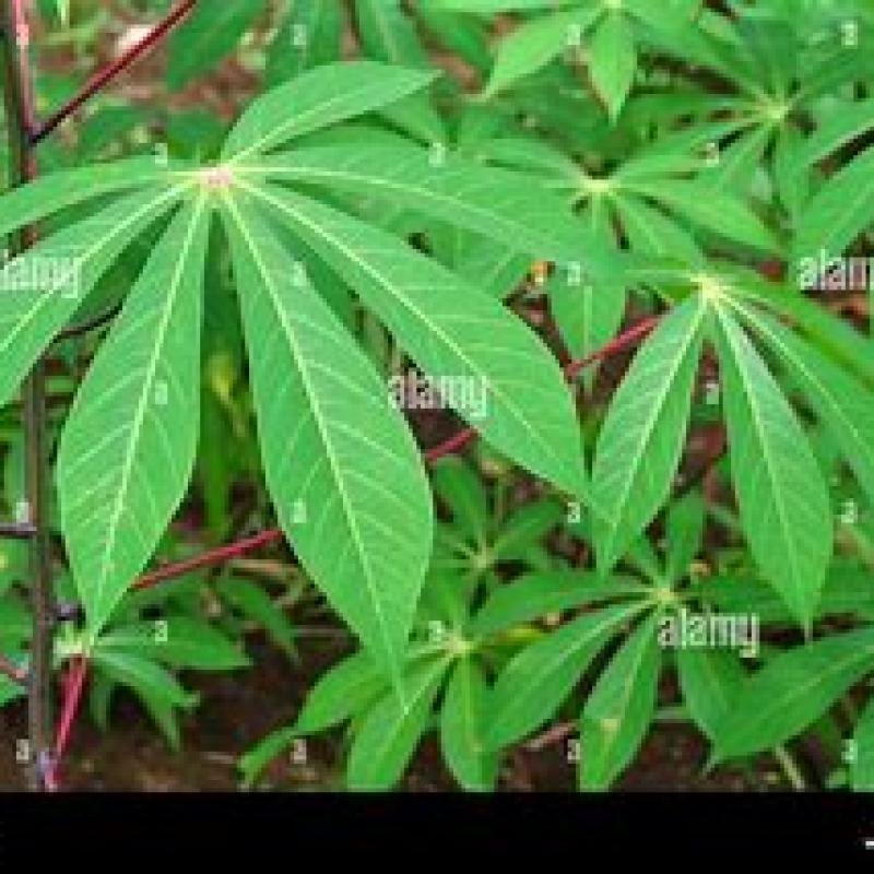 Feuilles de manioc