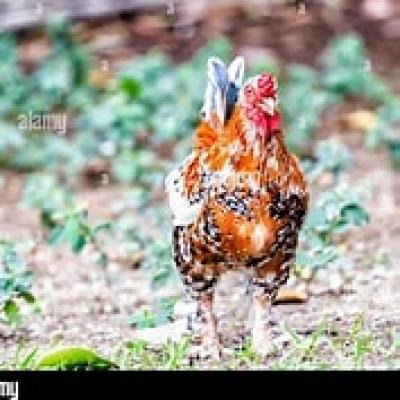 POULET DU PAYS