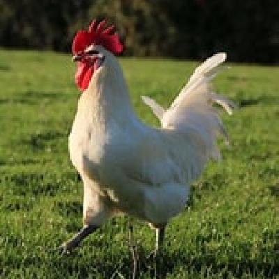 POULET DU PAYS