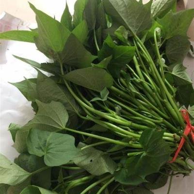 FEUILLES DE PATATE