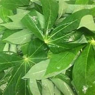 Feuilles de manioc