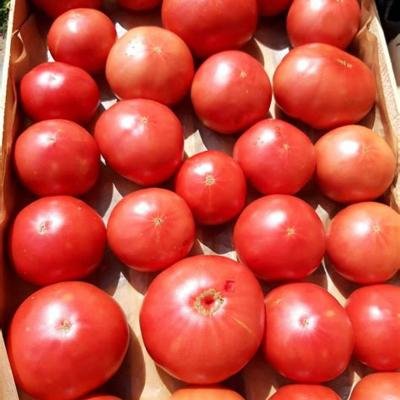 TOMATE FRAICHE
