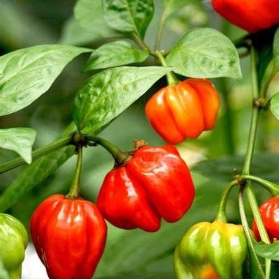 PIMENT