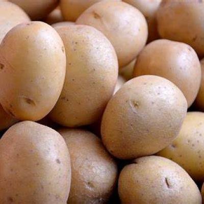 POMME DE TERRE