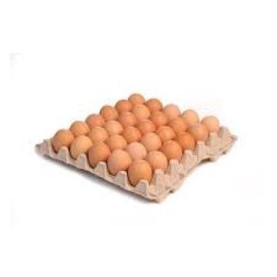 OEUF