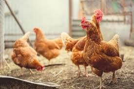 POULET