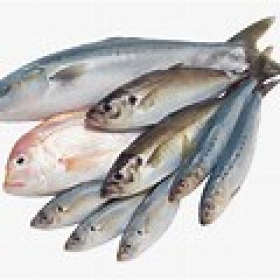 POISSON FRAIS